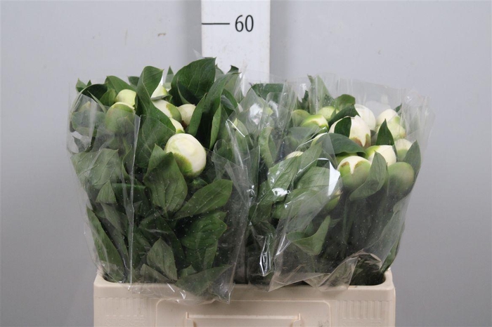 <h4>Paeo L Bridal Shower</h4>