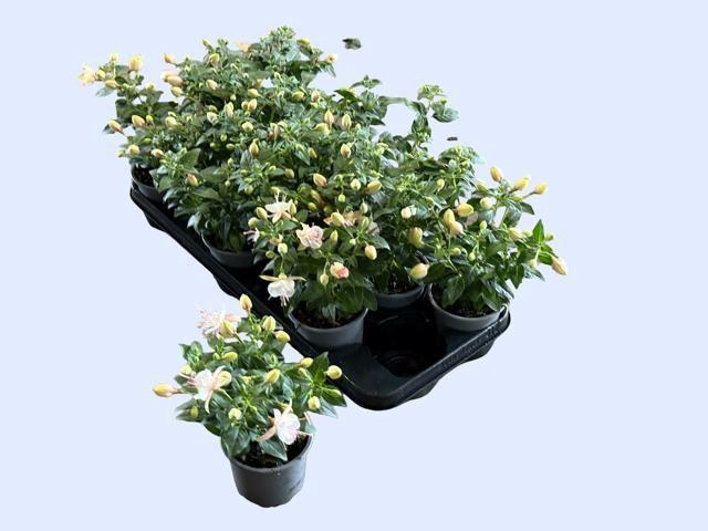 <h4>FUCHSIA OV</h4>