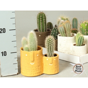 CACTUS OV