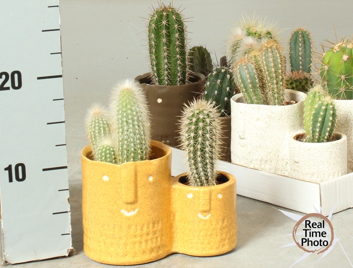 <h4>CACTUS OV</h4>