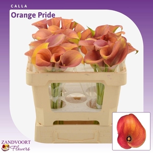 Calla Orange Pride
