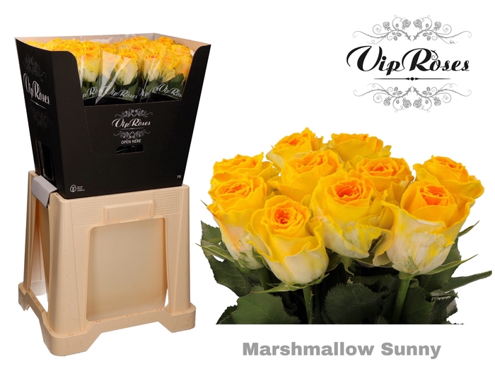 <h4>R GR MARSHMALLOW SUNNY ALPE D</h4>