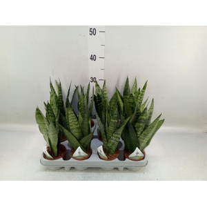 Sansevieria zeylanica