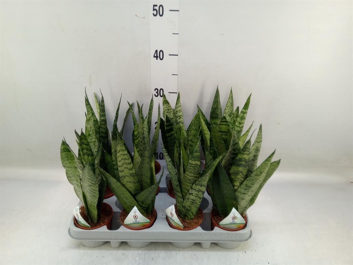 <h4>Sansevieria zeylanica</h4>