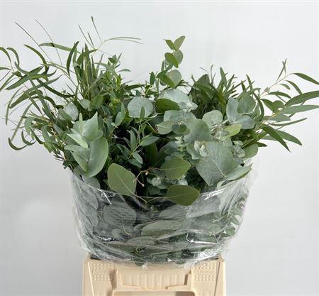 <h4>Eucalyptus per bos gemengd</h4>