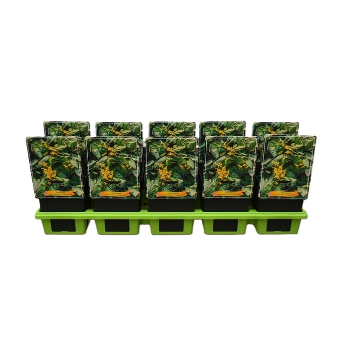 Epimedium x perralchicum Frohnleite