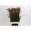 Crocosmia Red King