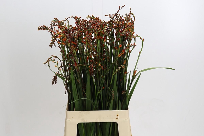 <h4>Crocosmia Red King</h4>