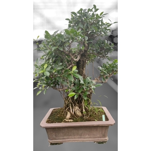 Ficus retusa, pot 46cm. Height 85cm.( single item)