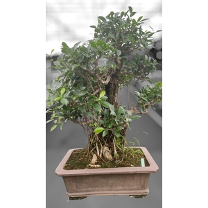 Ficus retusa, pot 46cm. Height 85cm.( single item)