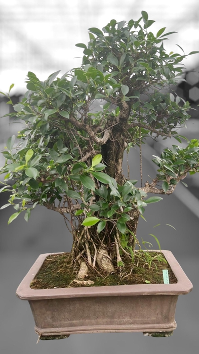 <h4>Ficus retusa, pot 46cm. Height 85cm.( single item)</h4>