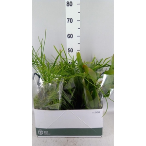 Rhipsalis   ...mix