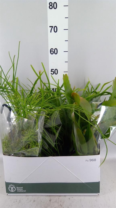<h4>Rhipsalis   ...mix</h4>