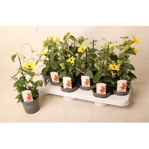 Thunbergia alata 'Yellow Dark Eye'