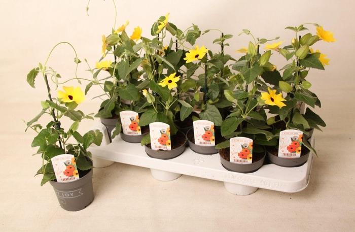 <h4>Thunbergia alata 'Yellow Dark Eye'</h4>