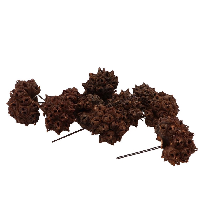 <h4>Pick Nature Pine Cone Spidergum Brown P/40</h4>