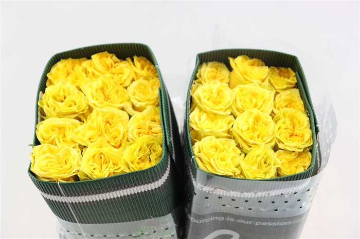 <h4>R Gr Starwalker</h4>