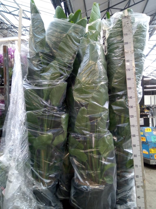 <h4>Strelitzia nicolai</h4>