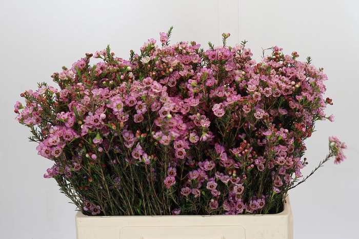 <h4>Chamelaucium Adi</h4>