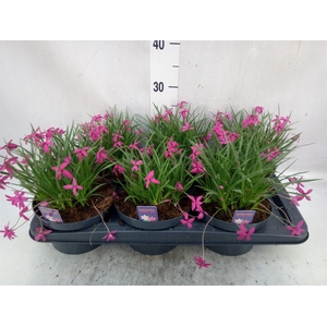 Rhodohypoxis   ...