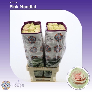 Rosa gr Pink Mondial