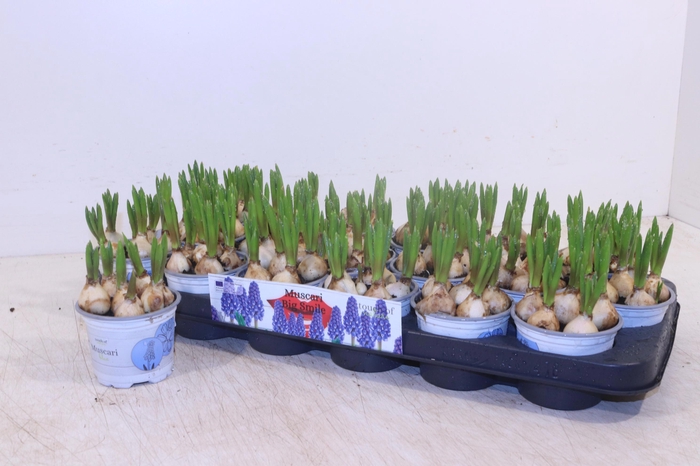 <h4>MUSCAR BIG SMILE</h4>