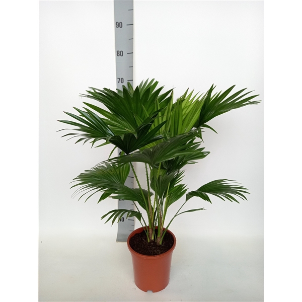 <h4>Livistona rotundifolia 17 cm</h4>