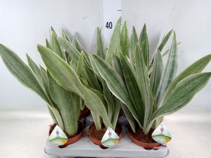 <h4>Sansevieria trifa.   ...</h4>