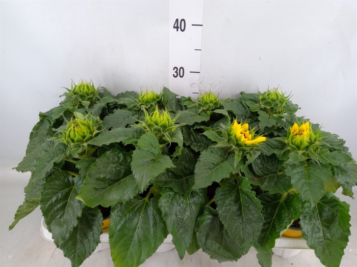 <h4>Helianthus an. 'Sunsation'</h4>