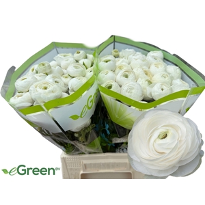 RANUNCULUS OV