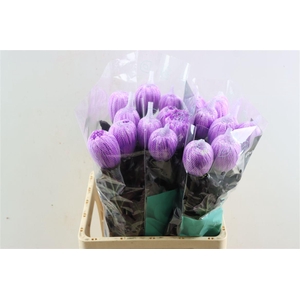 Chr G Kbh Antonov New Lila