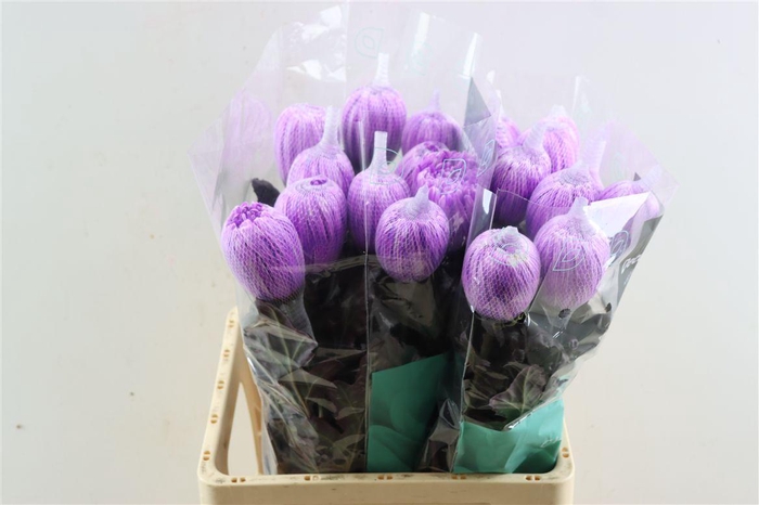 <h4>Chr G Kbh Antonov New Lila</h4>