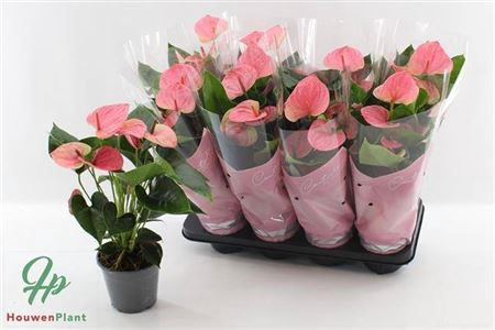 <h4>Anthu An Sweet Dream 5+</h4>