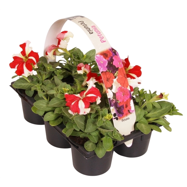 <h4>Petunia rood ster 6p</h4>