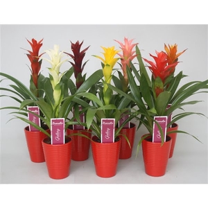 Guzmania gemengd in rood in ribbel keramiek