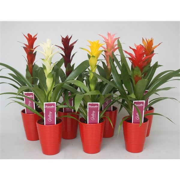 <h4>Guzmania gemengd in rood in ribbel keramiek</h4>