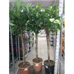Ficus cyathistipula