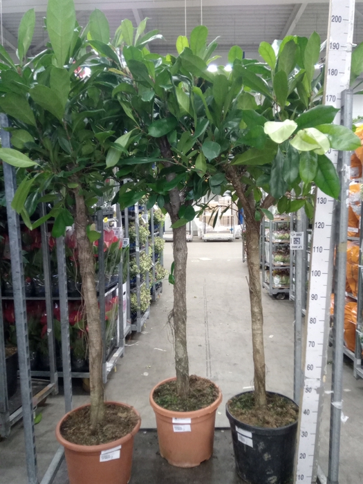 <h4>Ficus cyathistipula</h4>