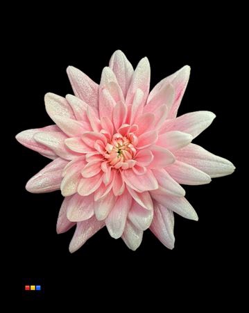 Chr T 2 Kl Baltica Pastel Pink + Satin