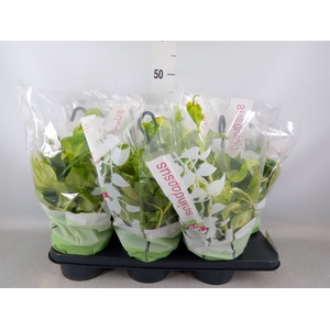 Epipremnum pinn.   HG