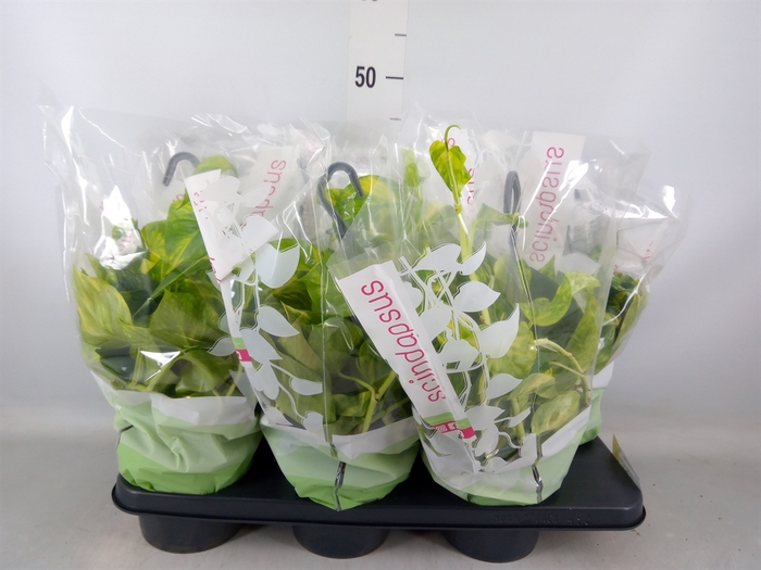 <h4>Epipremnum pinn.   HG</h4>