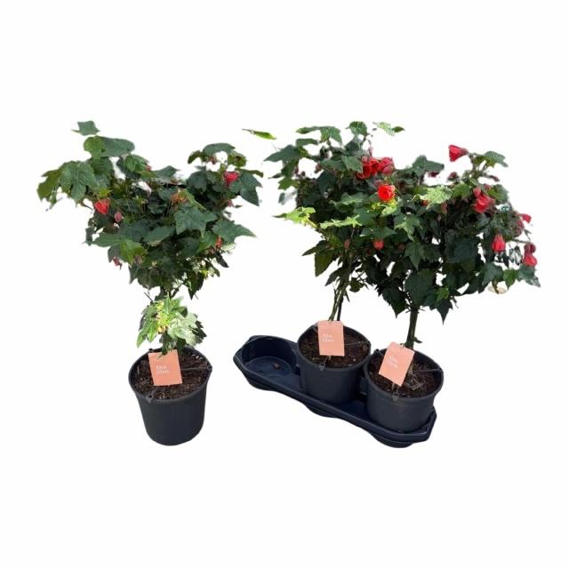 <h4>ABUT RED TRUMPET</h4>