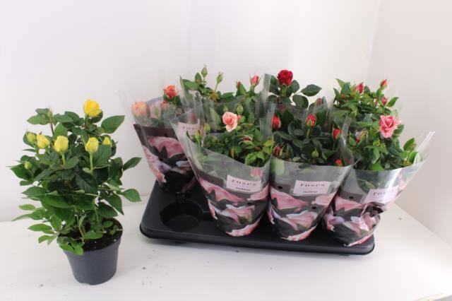 <h4>RO PATHIT GEM 5 SRT</h4>