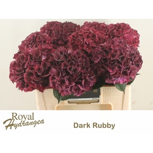 HYDR M MAG DARK RUBY