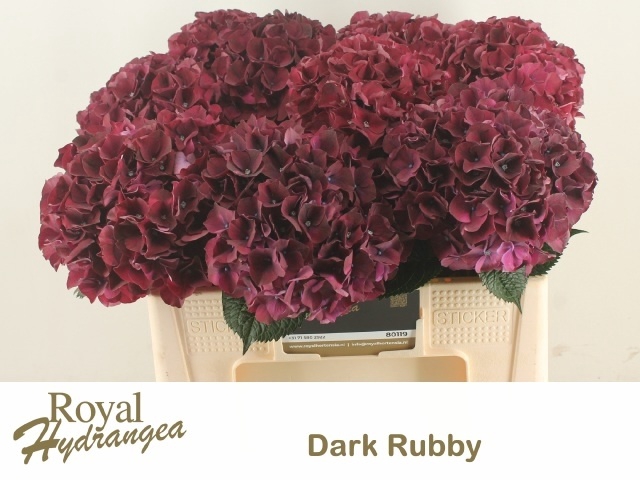 <h4>HYDR M MAG DARK RUBY</h4>