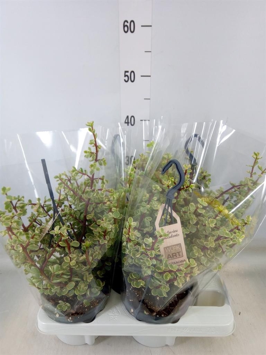 <h4>Portulacaria afra 'Variegata'</h4>
