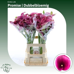 Calla Promise | Dubbelbloemig