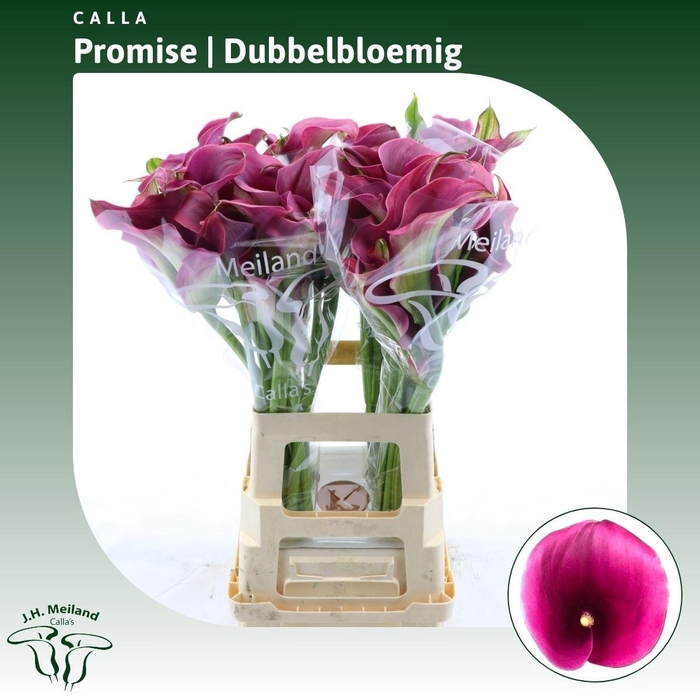 <h4>Calla Promise | Dubbelbloemig</h4>