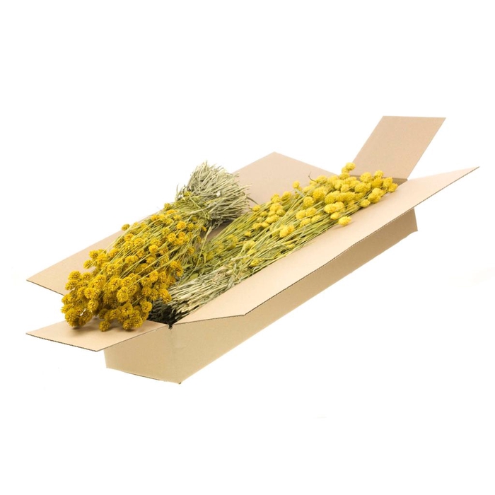 <h4>Phalaris Sb Yellow</h4>