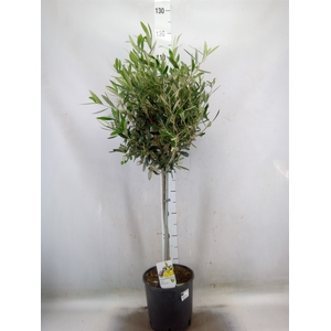 Olea europaea
